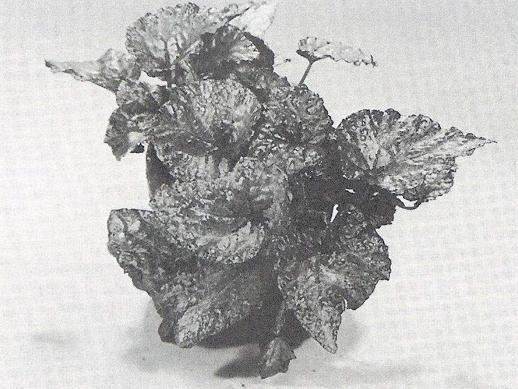 B. ‘Lady Hamilton’